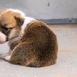 Girl 1 - female Pembroke Welsh Corgi puppy in Alpine, Texas from Storm Dogos & Country Corgis