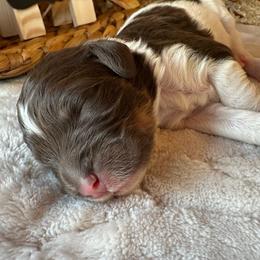 Blondie - Brown and white female Bernedoodle puppy in Scottsville, Kentucky from Barren River Bernedoodles and Poodles
