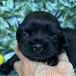 Jet - Black male Shih Tzu puppy in Claremont, California from Lovable Shih Tzus