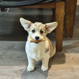 Girl 2 - Sable female Pembroke Welsh Corgi puppy in Tehachapi, California from Trotter Hill Farms
