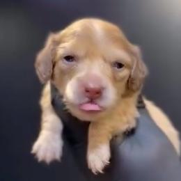 Chai - Cream male Dachshund puppy in Santa Ana, California from Make Dachshunds Great Again