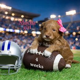 Mocha  PINK COLLAR girl  3500 - Red  female Goldendoodle puppy in Corona, California from Fluffy Puppy Mini Doodles LLC