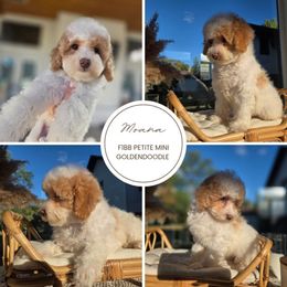 Moana - Parti female Goldendoodle puppy in North Royalton, Ohio from Johnson's Doodles