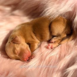 Potato - Cream female Dachshund puppy in Robesonia, Pennsylvania from Happily Ever After’s Puppies