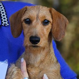 Dachshund puppies from Tiny Teckels Miniature Dachshunds