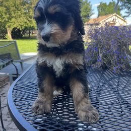 Bernedoodle Puppies from Busacker Babies