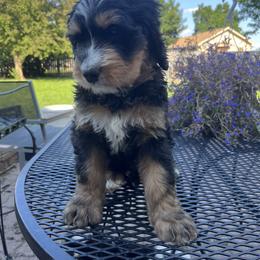 Bernedoodle Puppies from Busacker Babies