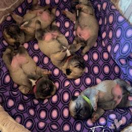 Pug Puppies from Rachael Kruse
