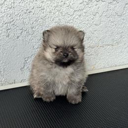 Lulu - Orange sable female Pomeranian puppy in Santa Ana,Ontario, California from Uniquepombabies