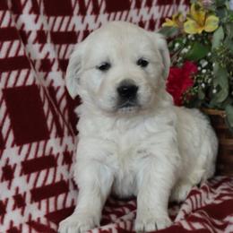 Golden Retriever puppies from Golden family companion's