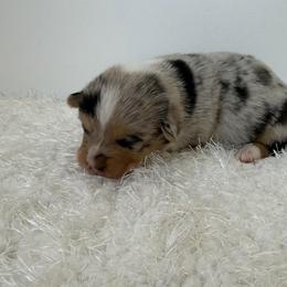 Izzy - Blue female Pembroke Welsh Corgi puppy in Hillsville, Virginia from Bonderosa Kennels