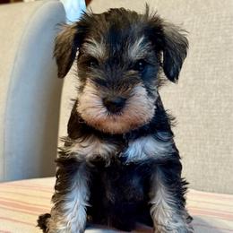 Mr Blue - Salt and pepper male Miniature Schnauzer puppy in Wildomar, California from My Angel Schnauzers