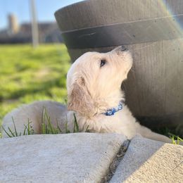 Golden Retriever Puppies from Rainy Day Goldens