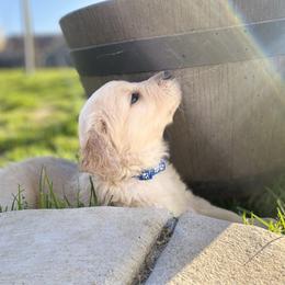 Golden Retriever Puppies from Rainy Day Goldens