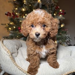 Cockapoo and Poodle Puppies from Rawls Lovely Little Tots