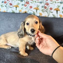 Oscar - Cream male Dachshund puppy in Ceres, California from Rockin' M’s LilBitty Dachshunds (LBD)