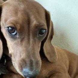 Dachshunds from Little B’s Farm