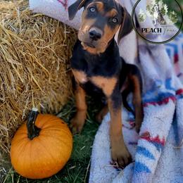 Catahoula Leopard Dog Puppies from Peach Tree Catahoulas