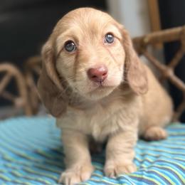 Cove - Cream male Dachshund puppy in Duncanville, Alabama from Bear Creek