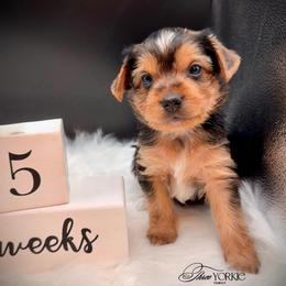 Girl 1 periwinkle - Black and tan female Yorkshire Terrier puppy in Machesney Park, Illinois from Three Yorkie Family