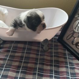 Boston Terrier Puppies from Angie's Little Bostons