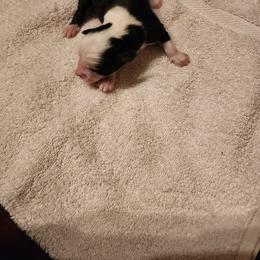 Huey - Black & white male Toy Australian Shepherd puppy in Ocala, Florida from Crazy Aussie Chaos