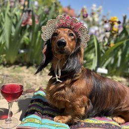 Dachshund All Grown Up from Rare Treat Dachshunds