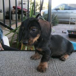 Dachshund Puppies from Rondo's Wirehairs