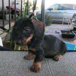 Dachshund Puppies from Rondo's Wirehairs