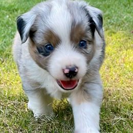 Boy 1 (black collar) - Miniature Australian Shepherd puppy from E4 Farm Mini Aussie’s