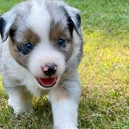 Boy 1 (black collar) - Miniature Australian Shepherd puppy from E4 Farm Mini Aussie’s