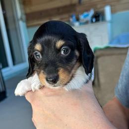 Blaze - Piebald male Dachshund puppy in Summit, South Carolina from Doxies4Paws