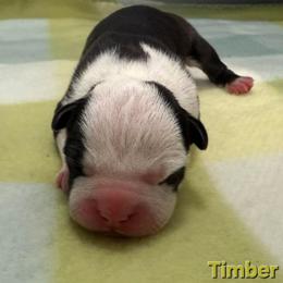 Timber - Black male American Staffordshire Terrier puppy in Clintwood, Virginia from SkyBlue Kennel