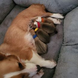 Pembroke Welsh Corgi Puppies from Short & Stout