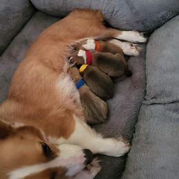 Pembroke Welsh Corgi Puppies from Short & Stout