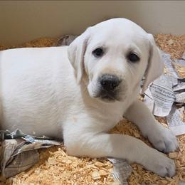 Alex -Red collor. Last one - Yellow male Labrador Retriever puppy in Middleburg, Pennsylvania from Countrylanes labs