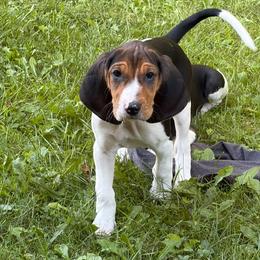Orange - Tri-colored female Treeing Walker Coonhound puppy in Vermontville, Michigan from Stackem Up Kennel
