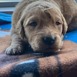 Boy 2 - Dark golden male Golden Retriever puppy in Princeton, Minnesota from North Country Goldens
