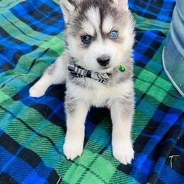 Siberian Huskies from Blue eyed Huskies