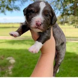 Val - Merle male Bernedoodle puppy in Comanche, Texas from Central Texas Doodles, LLC.