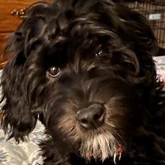 Rose - Australian Cobberdog