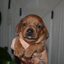 Rubble - Dachshund puppy from Redwood Dachshunds