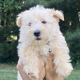 Archer - Wheaten male Scottish Terrier puppy in Fenton, Michigan from Carnes Croft Scotties