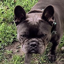 Violet - French Bulldog