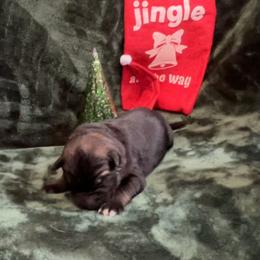 Rhae  pink collar - Sable female German Shepherd puppy in Winterport, Maine from Vom Stevens Old Fashioned German Shepherds