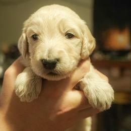 Luna - Cream female Goldendoodle puppy in Portsmouth, Virginia from Hopping Howlers Ranch