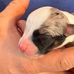 Australian Shepherds and Border Collies from Reeds Ranch