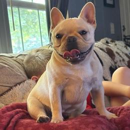 Cinderellie - French Bulldog
