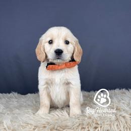 Gantu - Cream male Companion Cross puppy in Utah County, Utah from Big Hearted Breeders