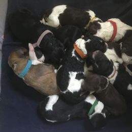 Bernedoodle puppies from Debbies Doodles